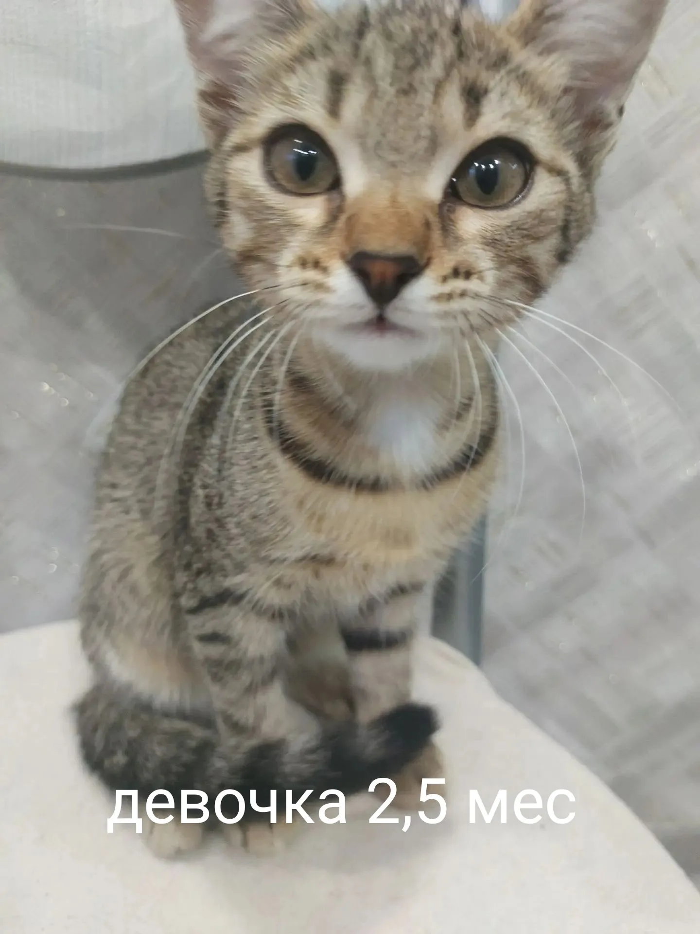 Объявление о питомце в Севастополе — фото питомца