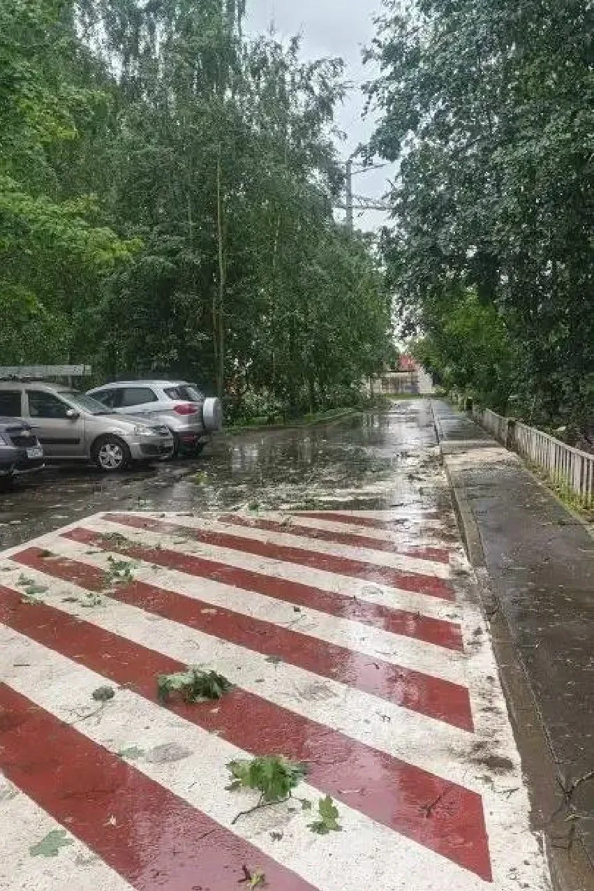 Объявление о питомце в Солнечногорске — фото питомца