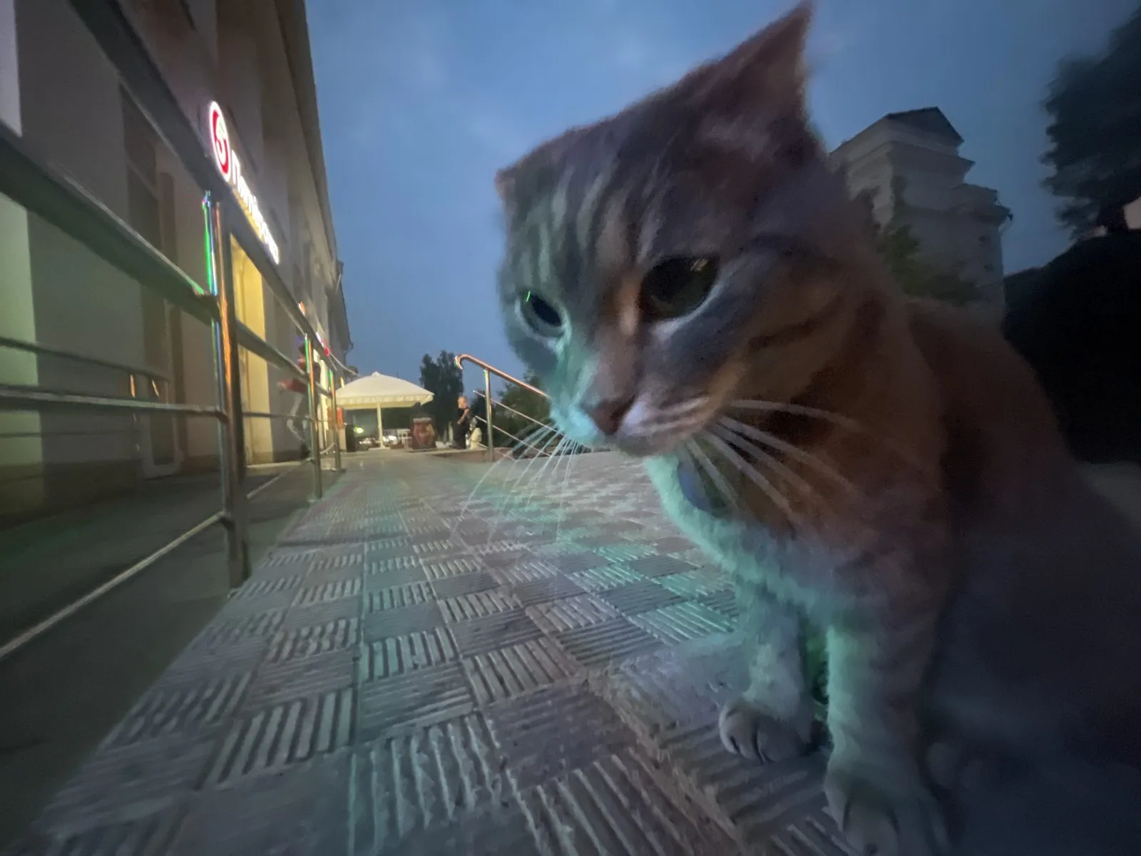 Найдена кошка в Томске — фото питомца