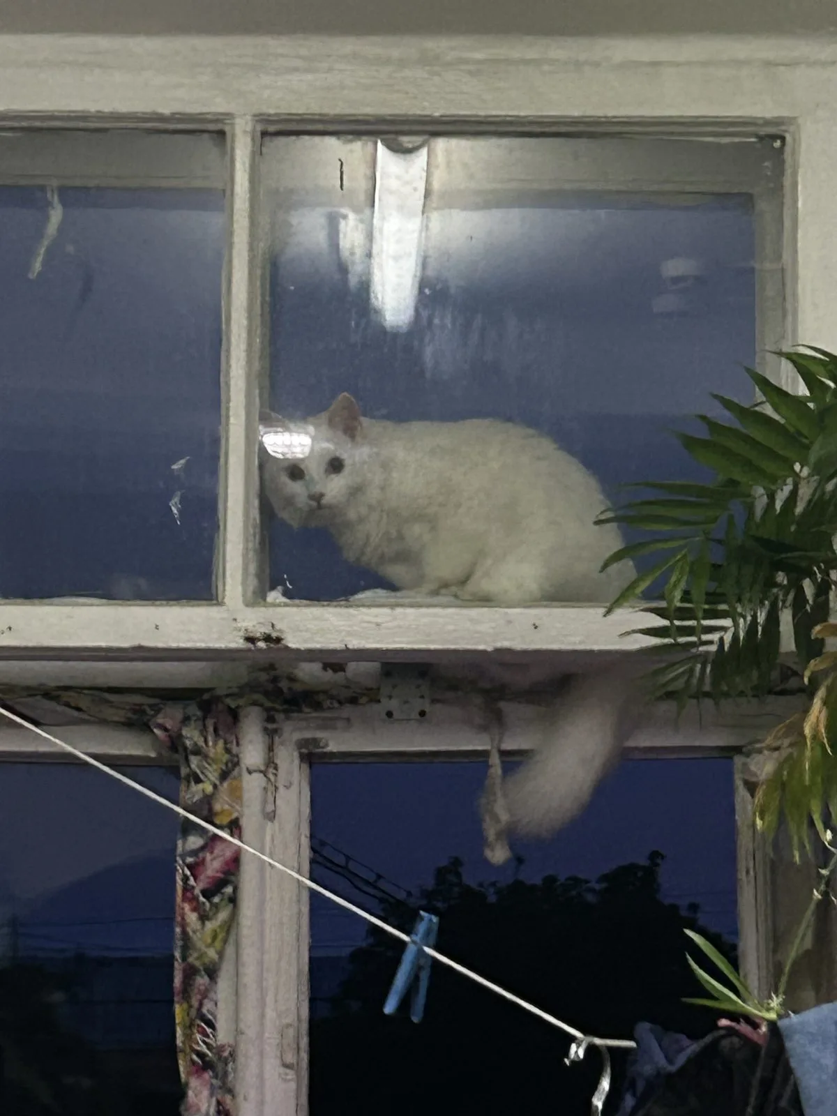 Найдена кошка в Москве — фото питомца