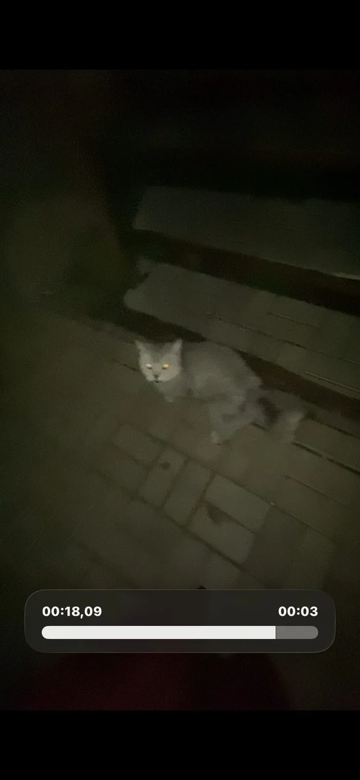 Найдена кошка в Нижнекамске — фото питомца