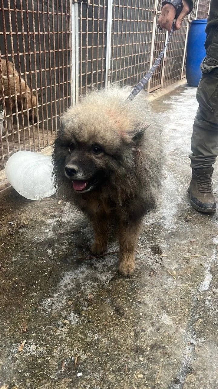 Пропала собака в Видном — фото питомца
