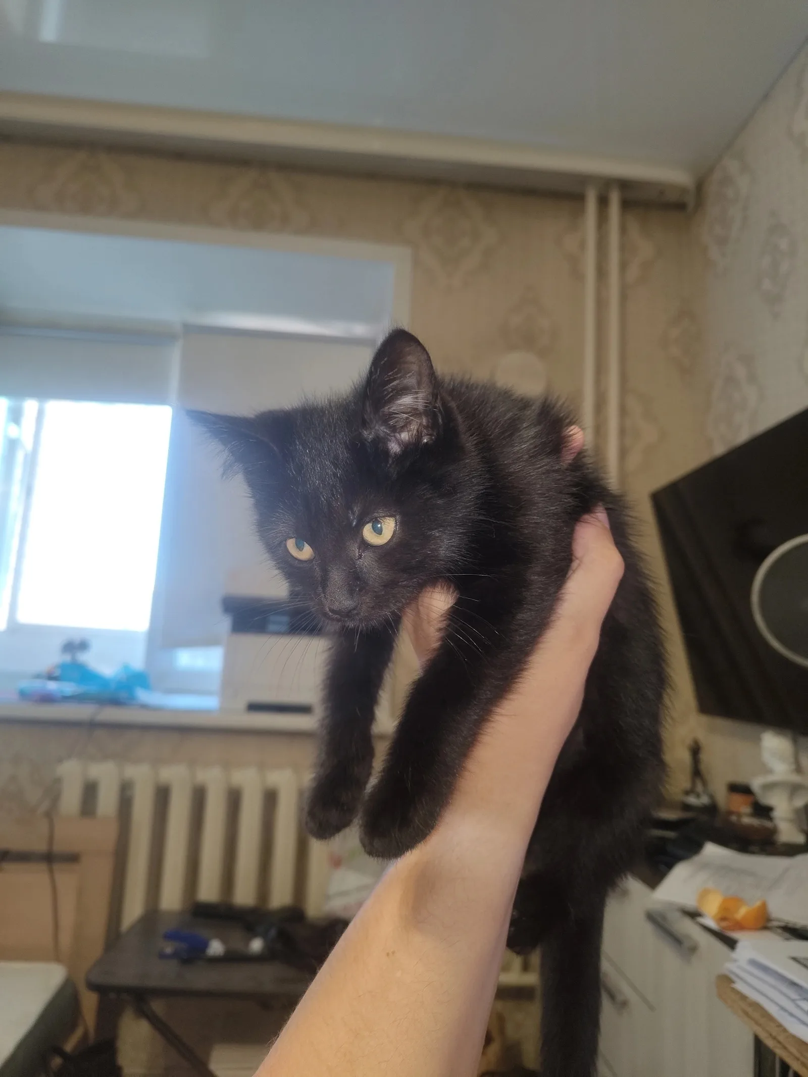 Найдена кошка в Чите — фото питомца