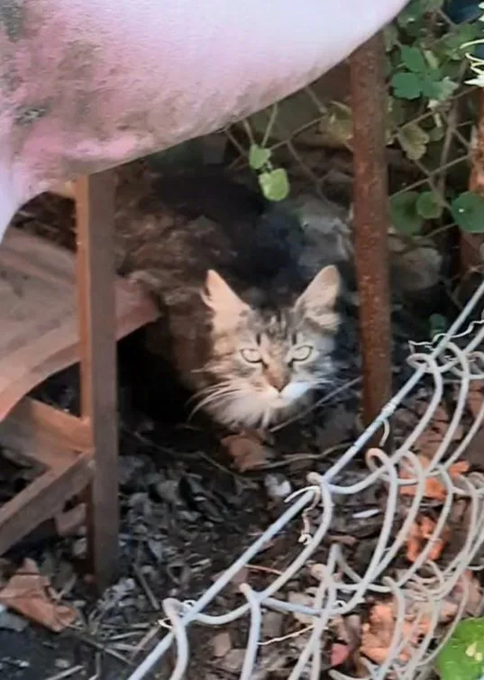 Найдена кошка в Краснодаре — фото питомца