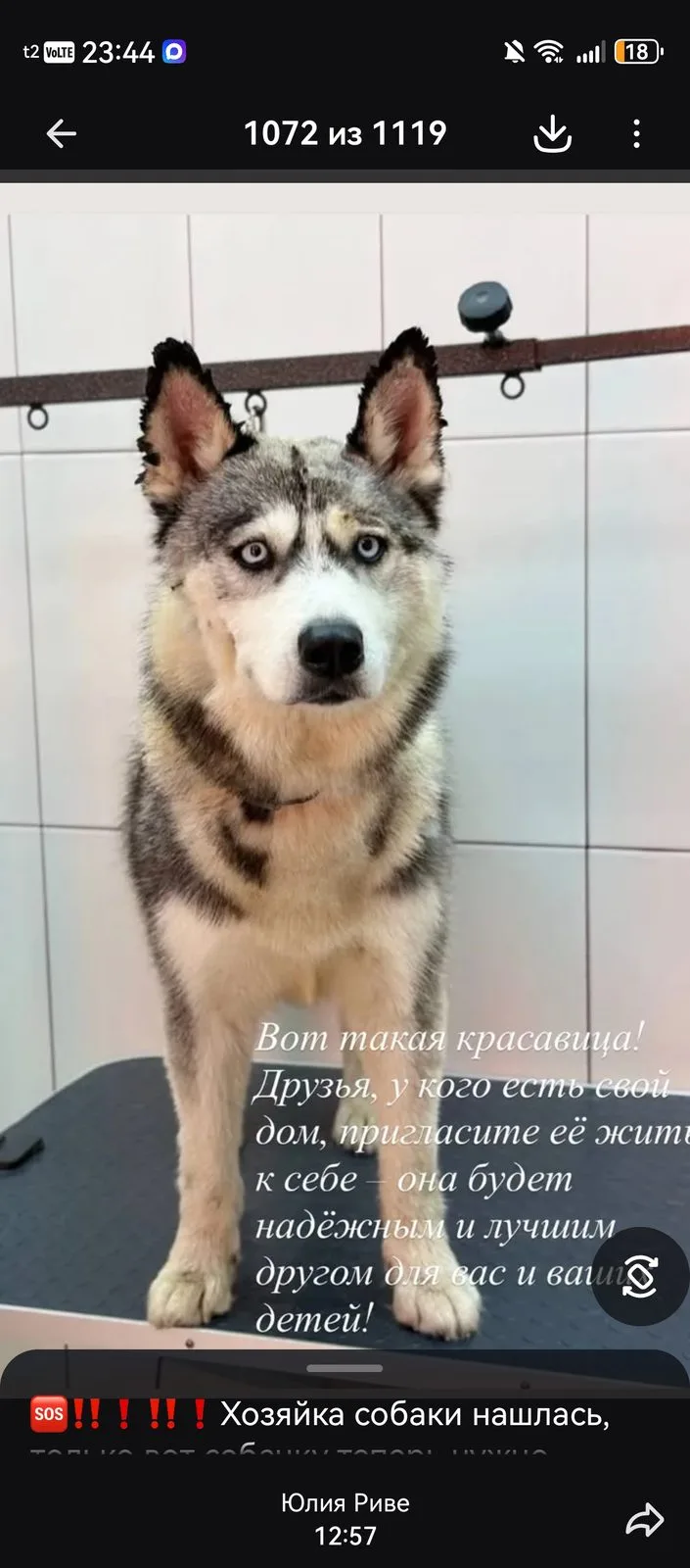Пропала собака в Омске — фото питомца