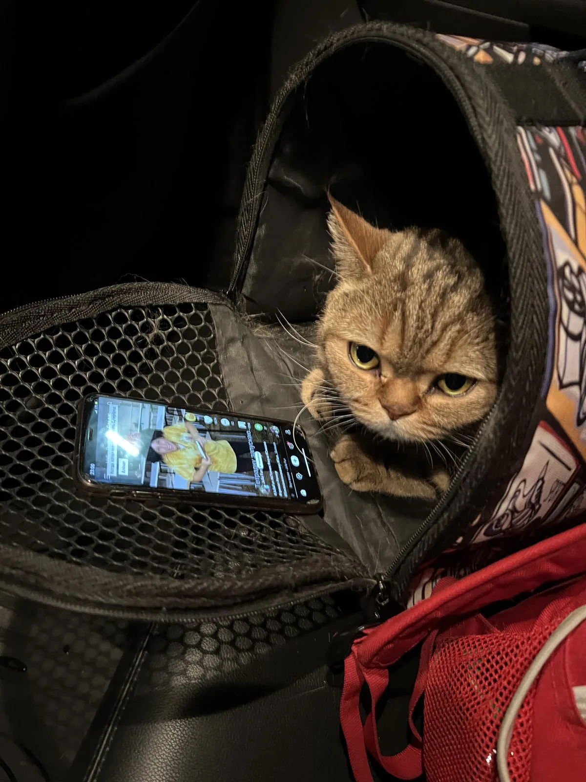 Пропала кошка в Домодедове — фото питомца