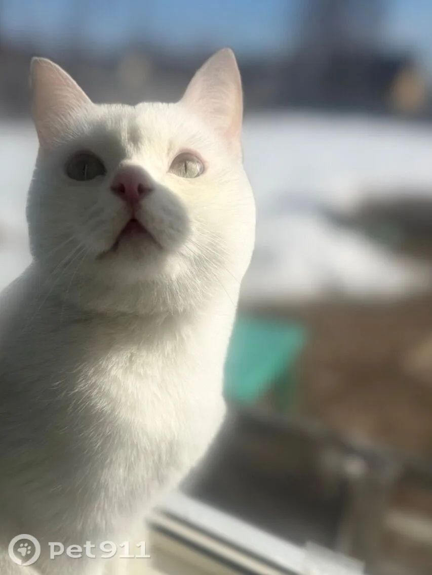 Найдена кошка в Нальчике — фото питомца