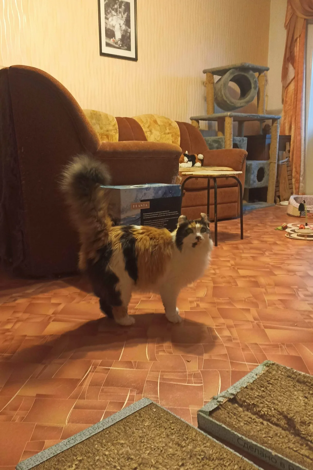 Найдена кошка в Владивостоке — фото питомца