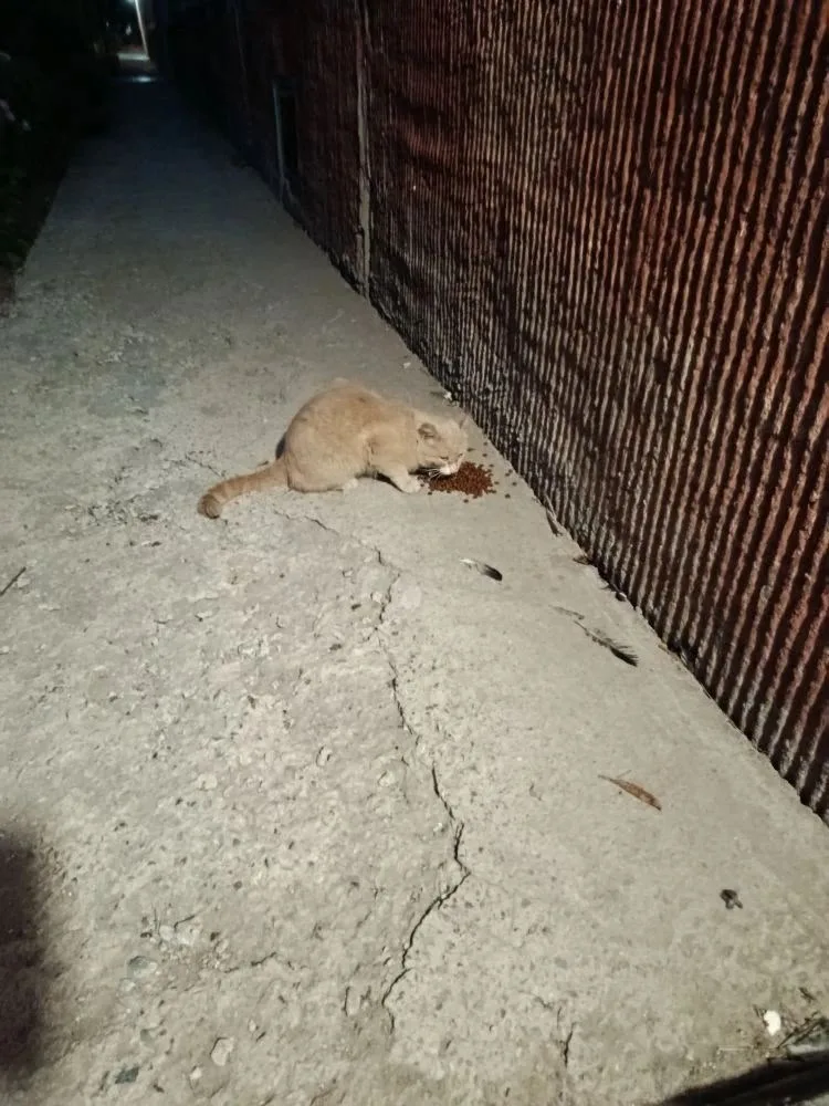 Объявление о питомце в Бердске — фото питомца