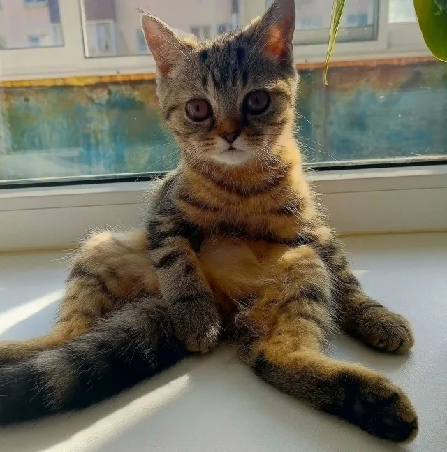Найдена кошка в Нижнекамске — фото питомца