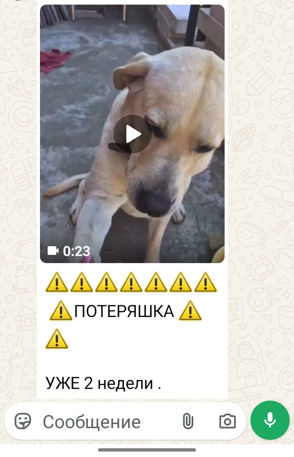 Найдена собака в Ростове-на-Дону — фото питомца