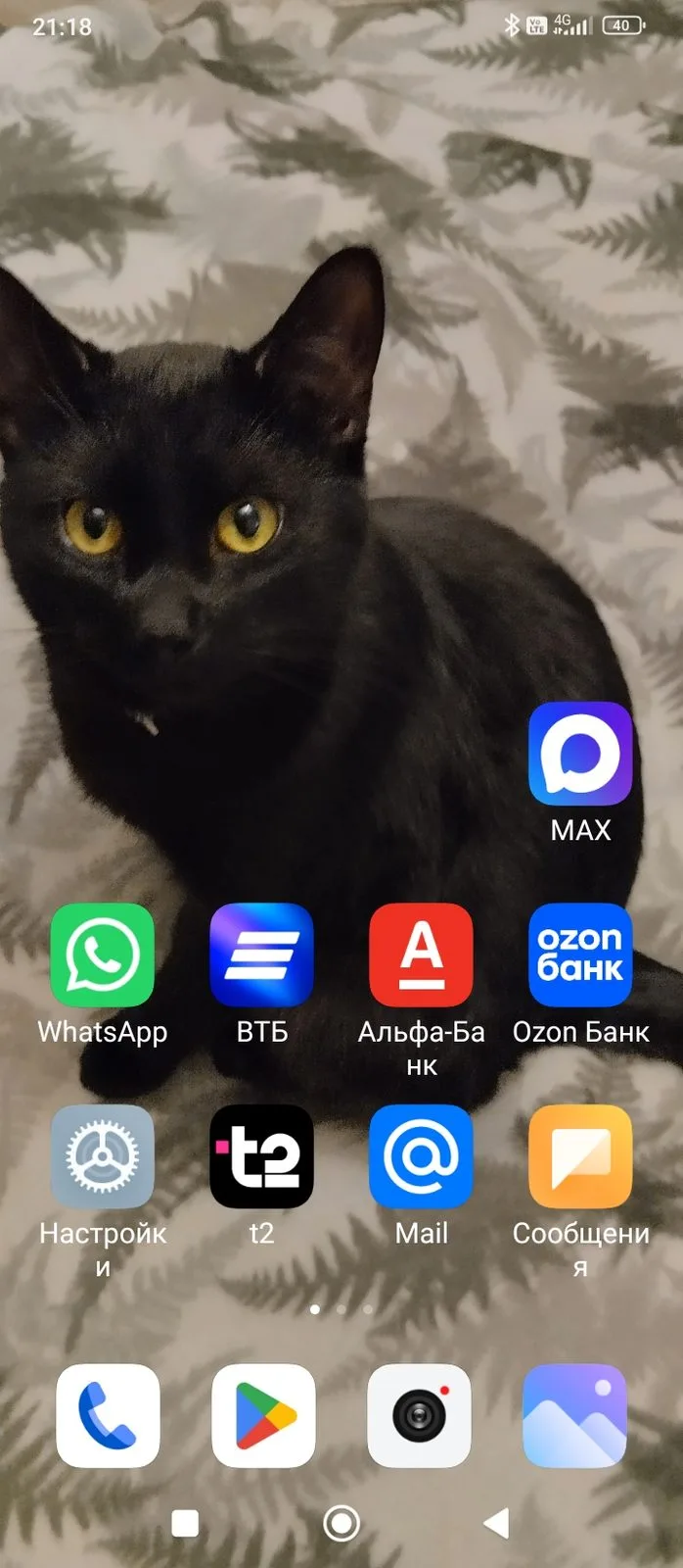 Пропала кошка в Москве — фото питомца