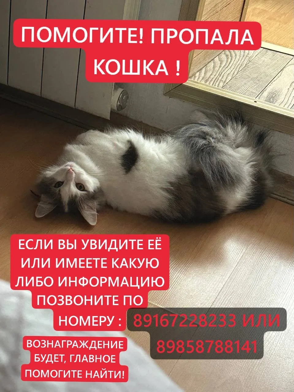 Пропала кошка в Москве — фото питомца