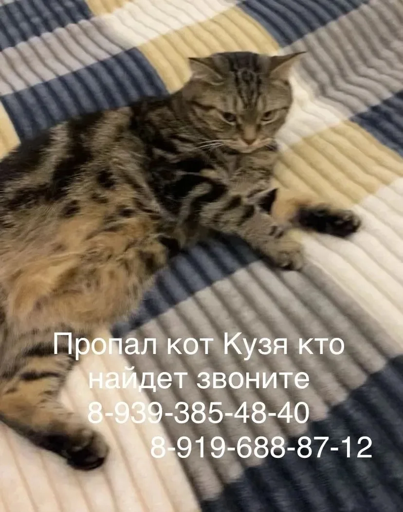 Объявление о питомце в Нижнекамске — фото питомца