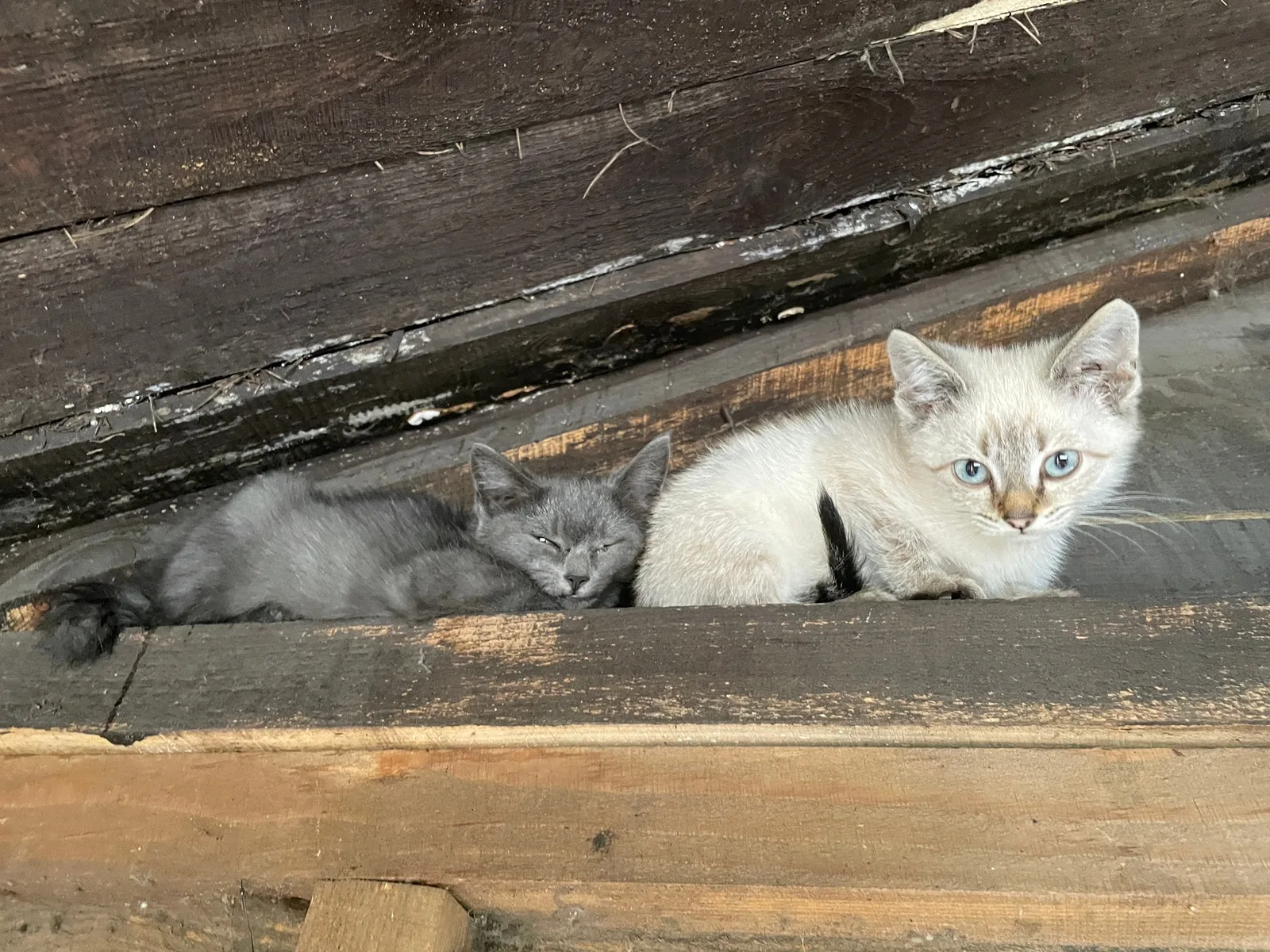 Найдена кошка в Барнауле — фото питомца