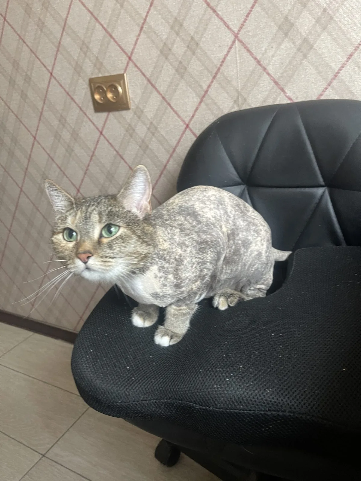 Пропала кошка в Сургуте — фото питомца