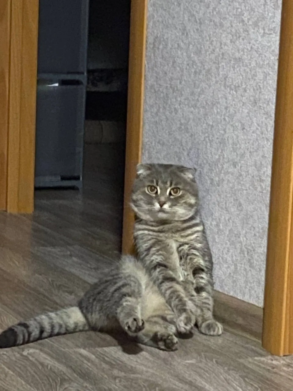 Найдена кошка в Пензе — фото питомца