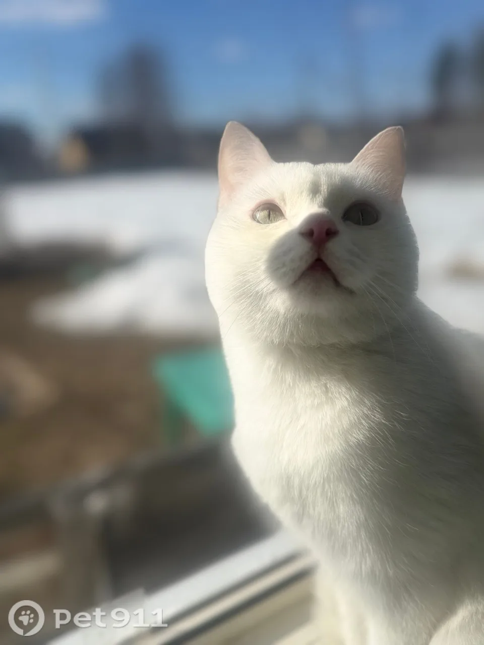 Найдена кошка в Нальчике — фото питомца