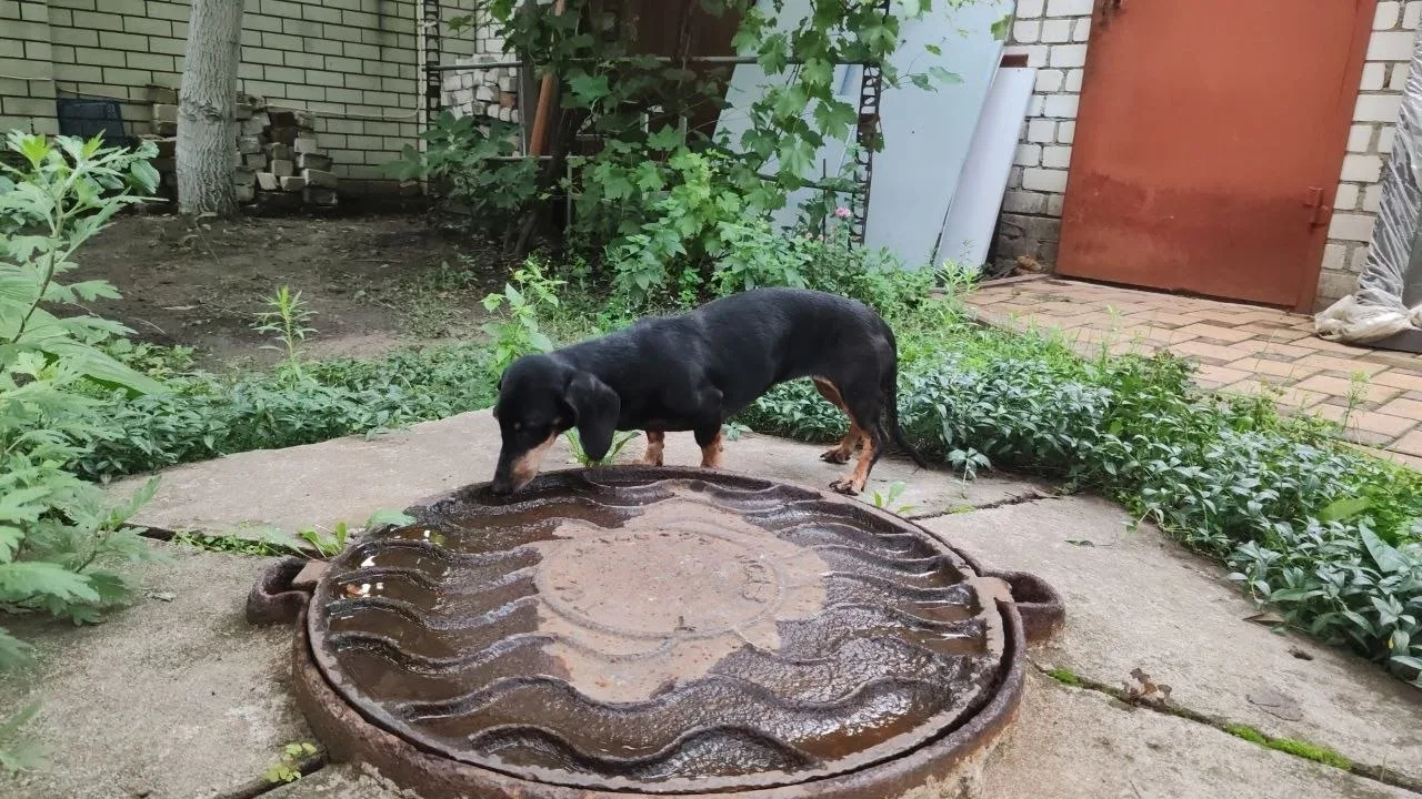 Найдена собака в Воронеже — фото питомца