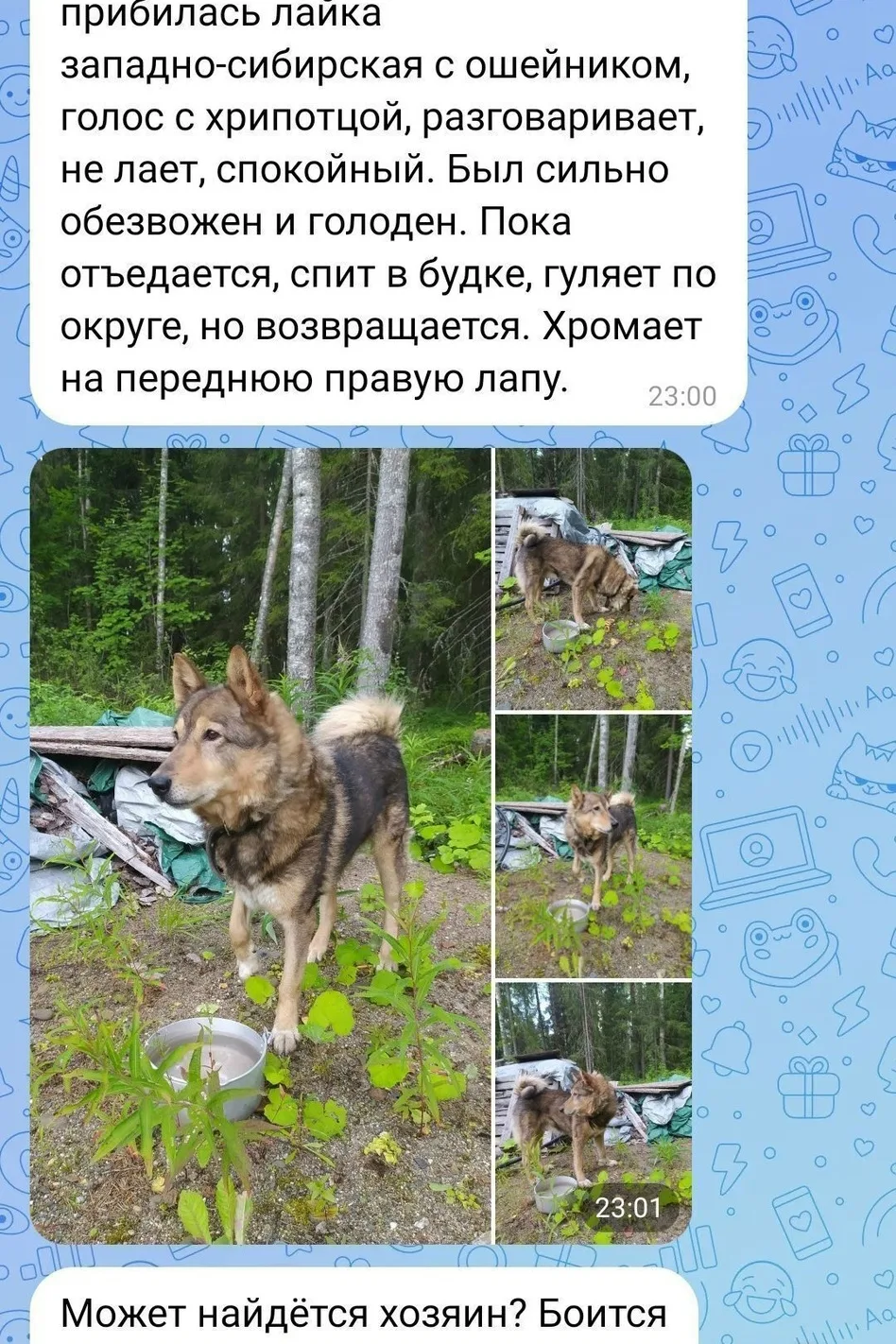 Найдена собака в Петрозаводске — фото питомца