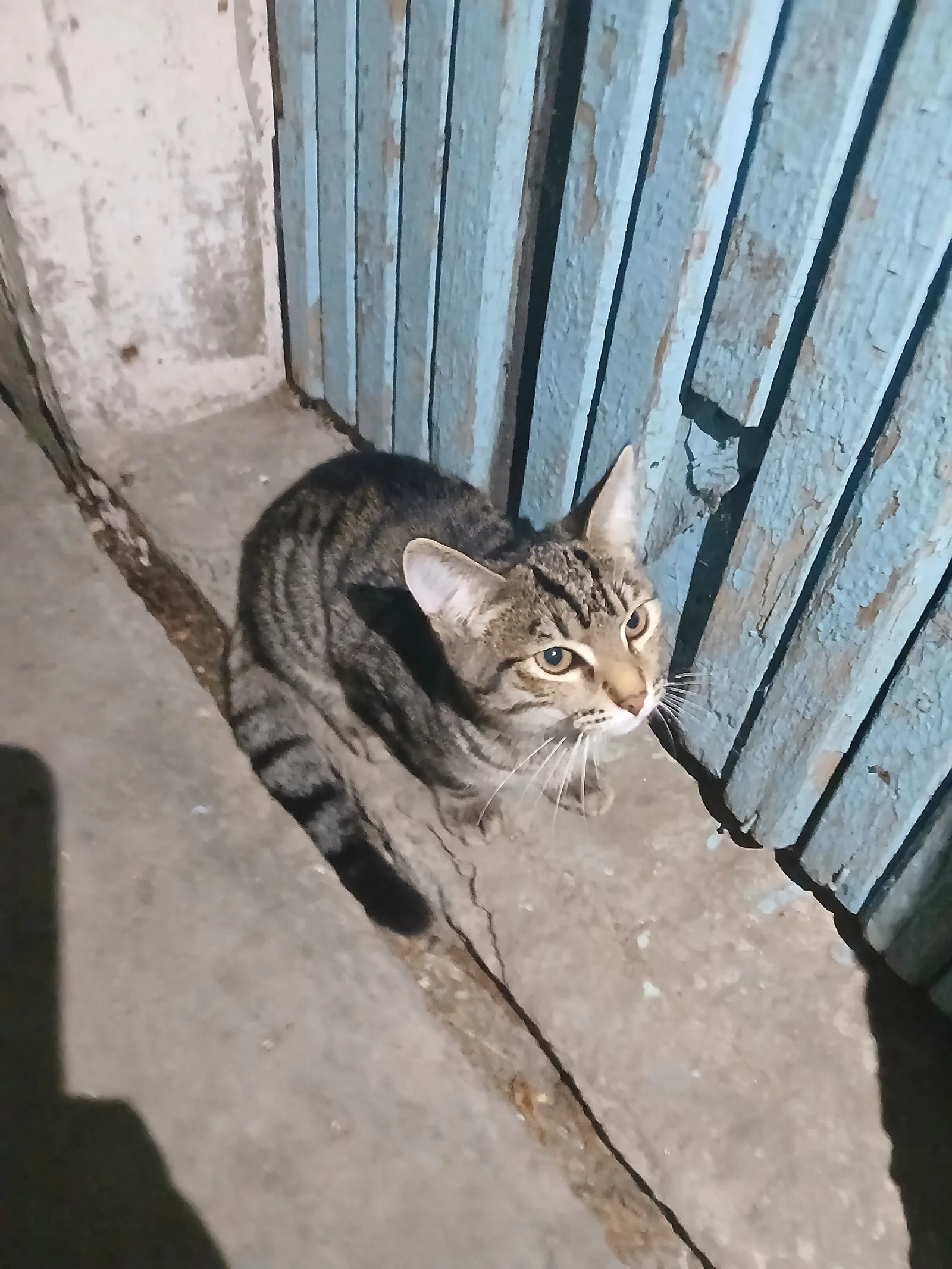 Найдена кошка в Златоусте — фото питомца