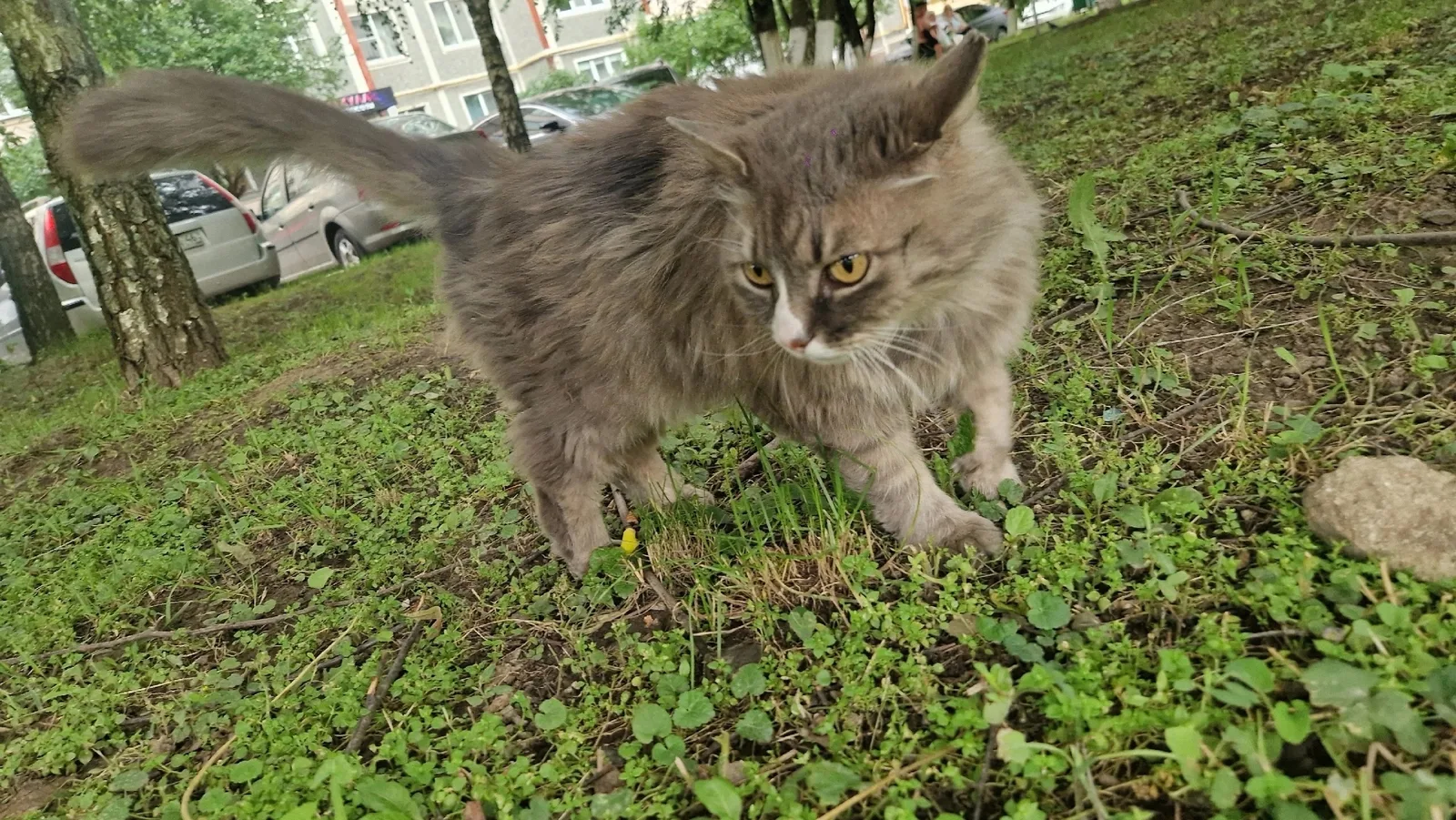 Найдена кошка в Курске — фото питомца