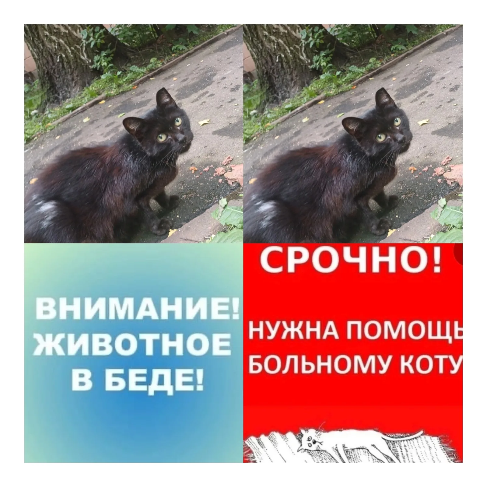 Найдена кошка в Ступине — фото питомца
