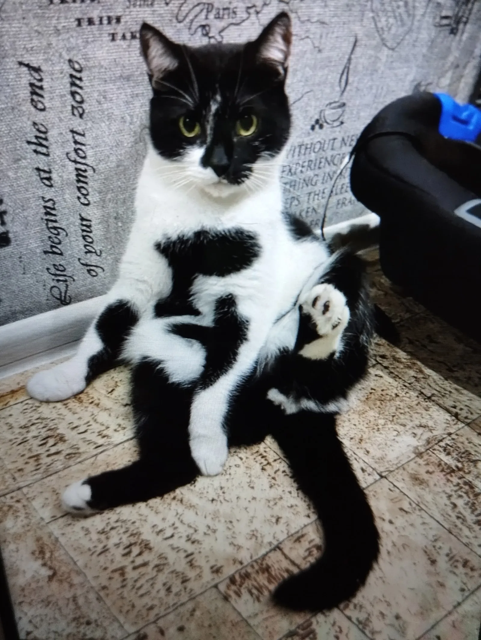 Найдена кошка в Бердске — фото питомца
