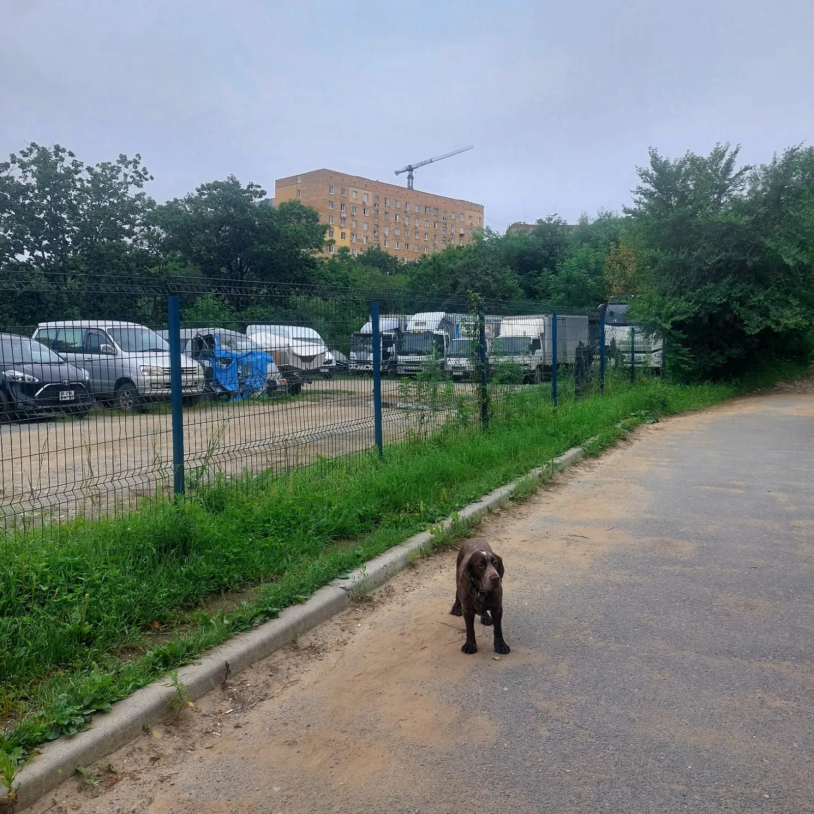 Найдена собака в Владивостоке — фото питомца