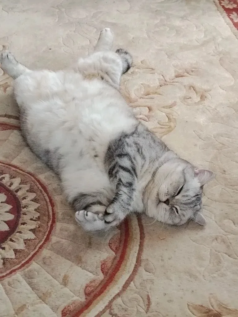 Найдена собака в Клине — фото питомца