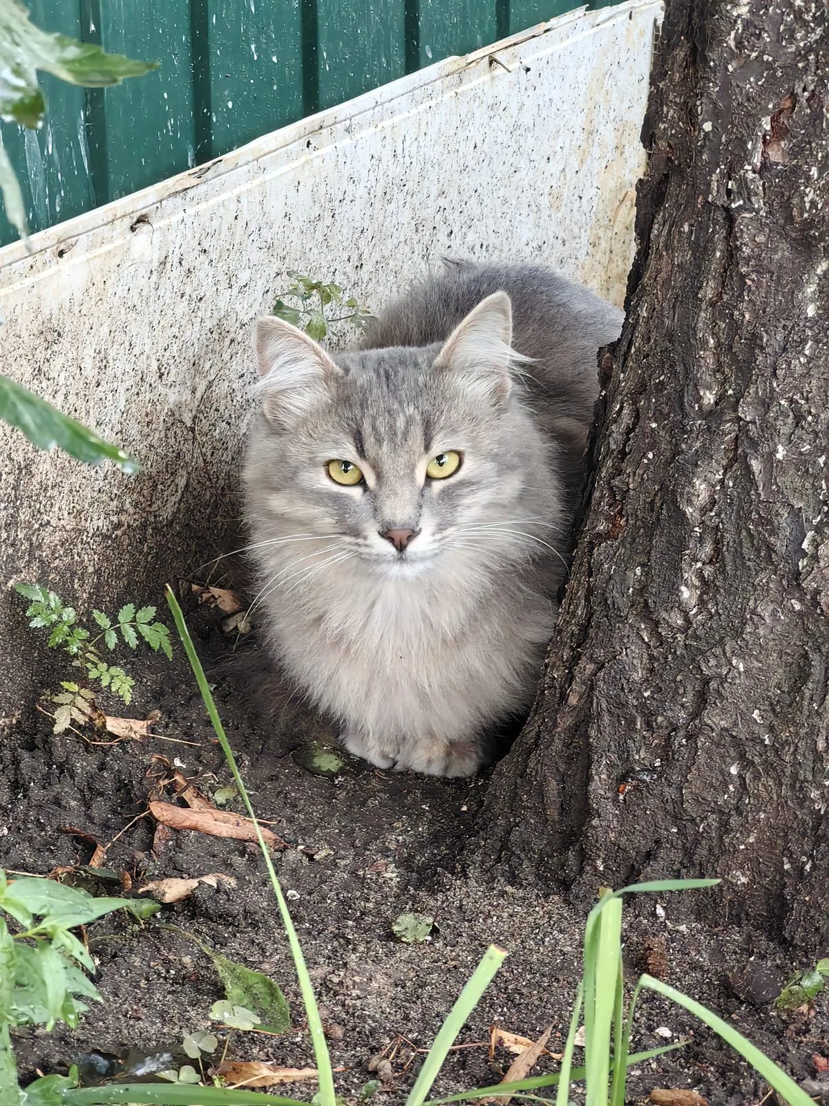 Пропала кошка в Воронеже — фото питомца