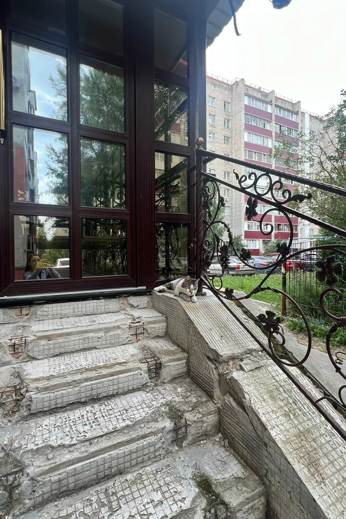Найдена кошка в Сургуте — фото питомца