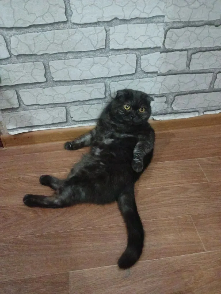 Пропала кошка