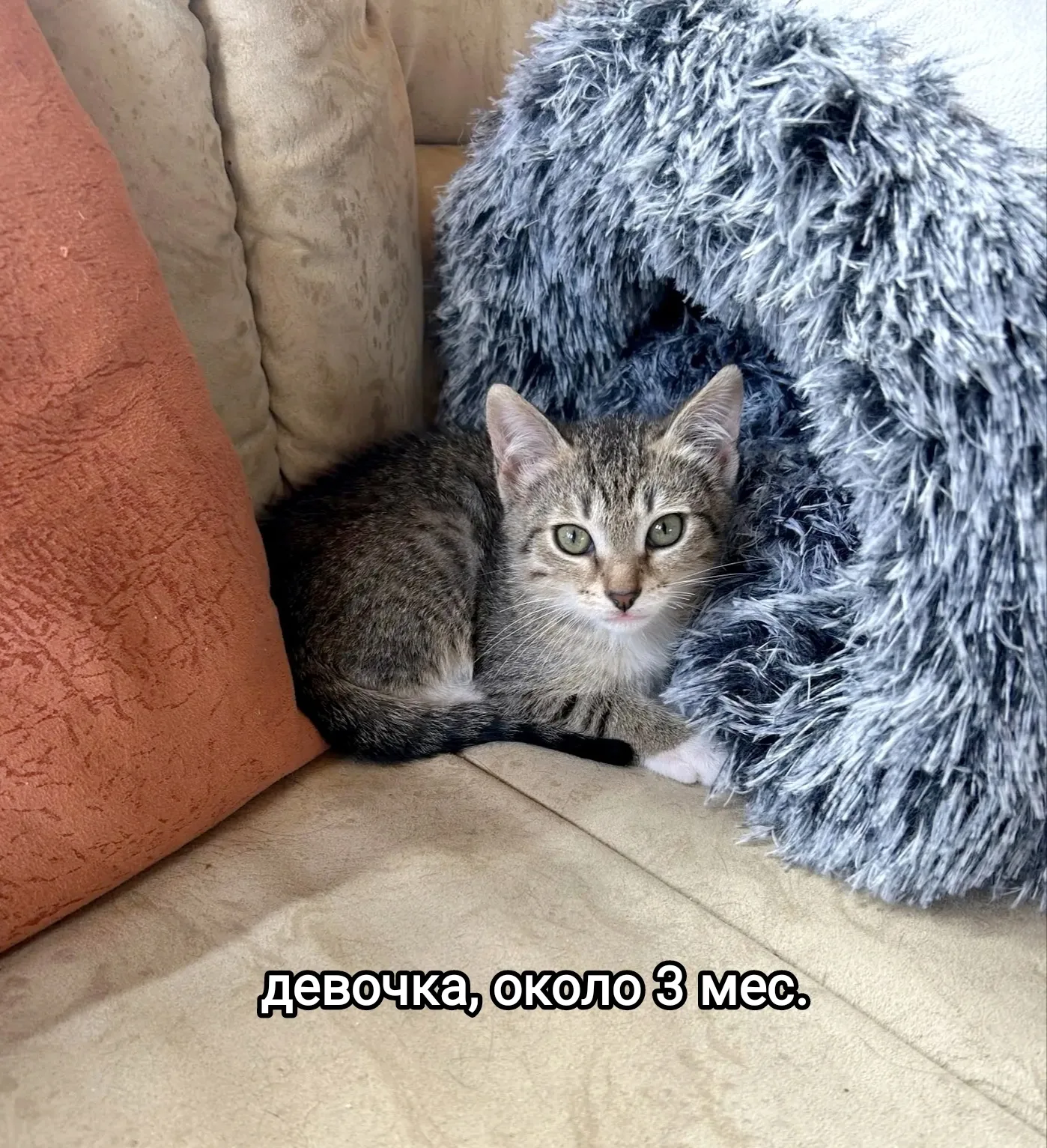 Найдена собака в Раменском — фото питомца