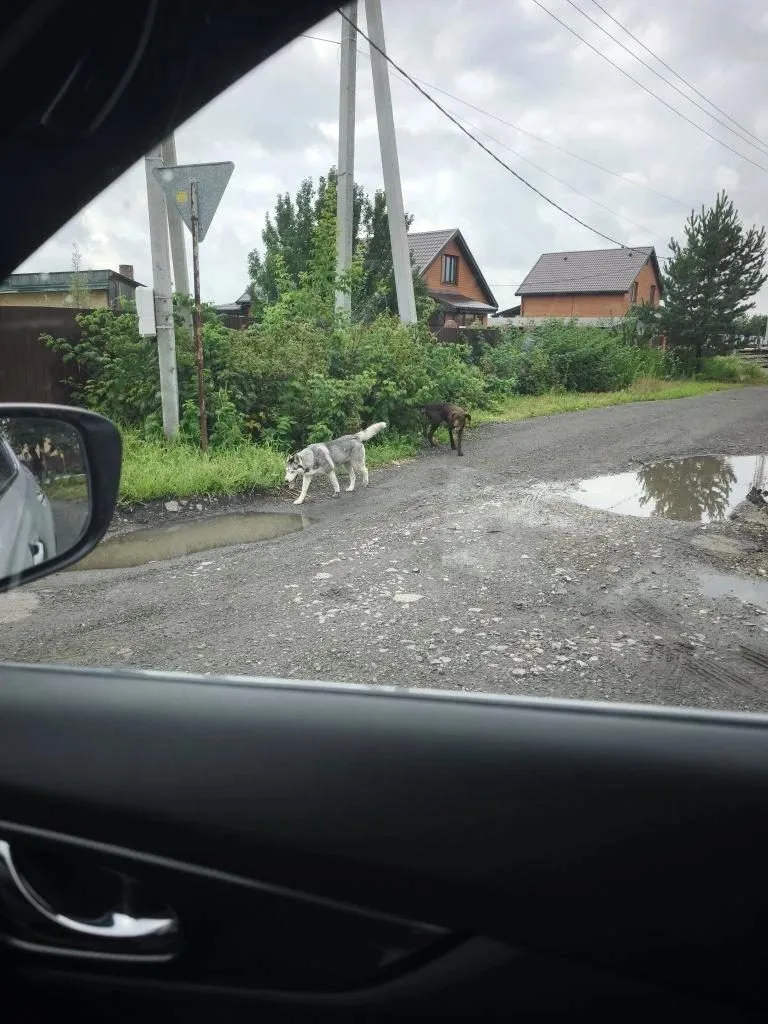 Найдена собака в Тюмени — фото питомца