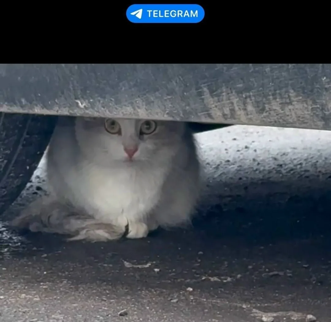 Найдена кошка в Видном — фото питомца