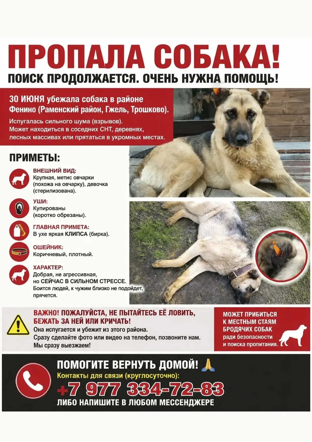 Найдена собака в Раменском — фото питомца