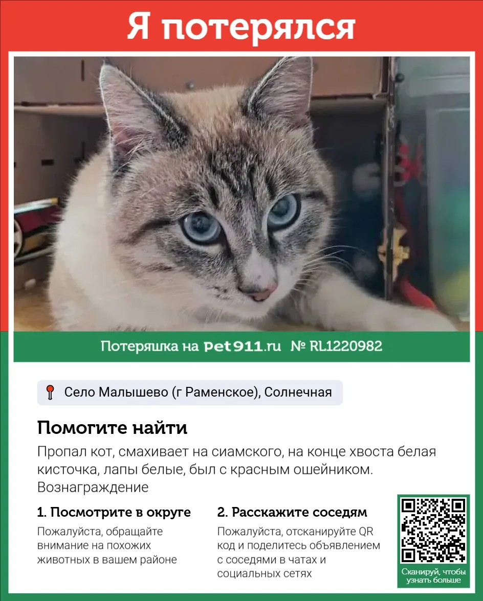 Найдена кошка в Реутове — фото питомца