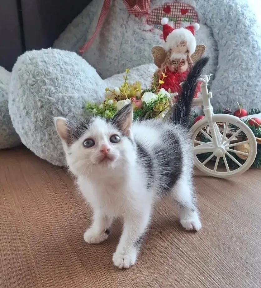 Найдена кошка в Бердске — фото питомца