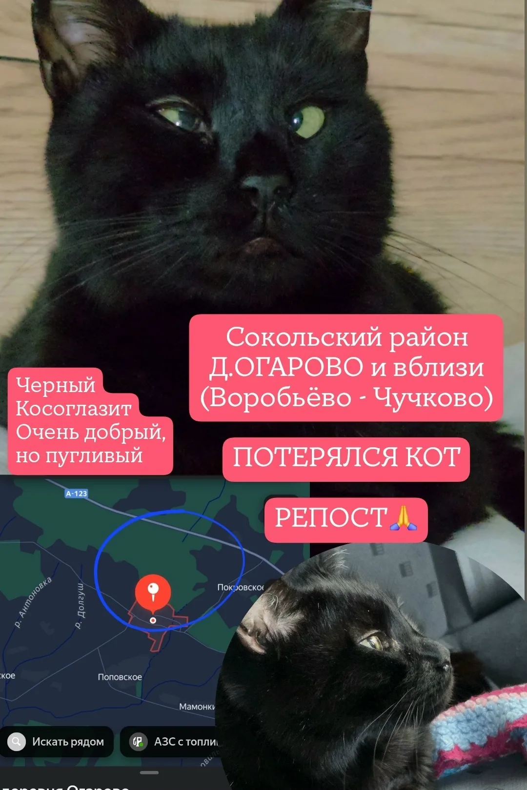 Найдена кошка в Вологде — фото питомца
