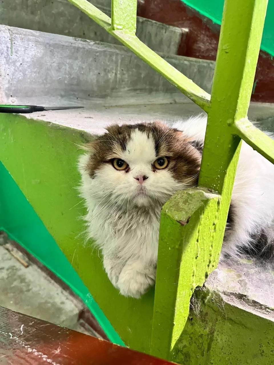 Найдена кошка в Брянске — фото питомца