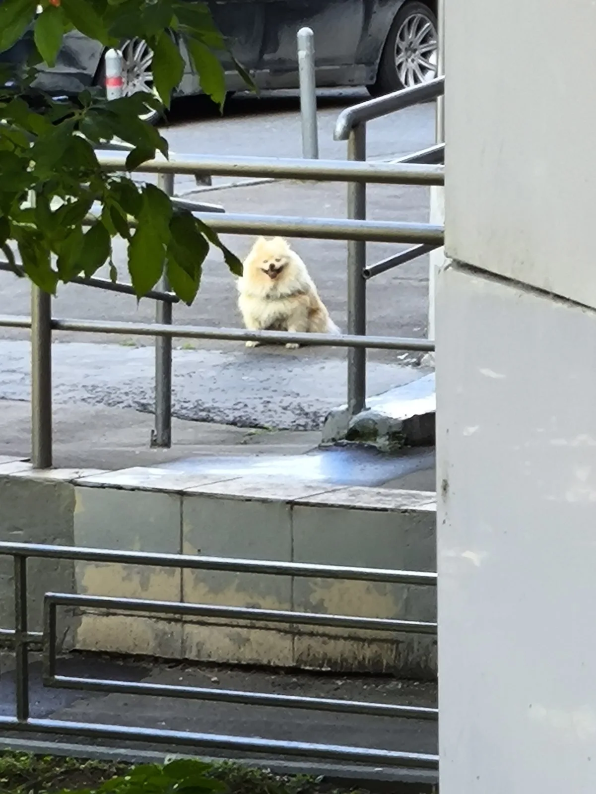 Найдена собака в Красногорске — фото питомца