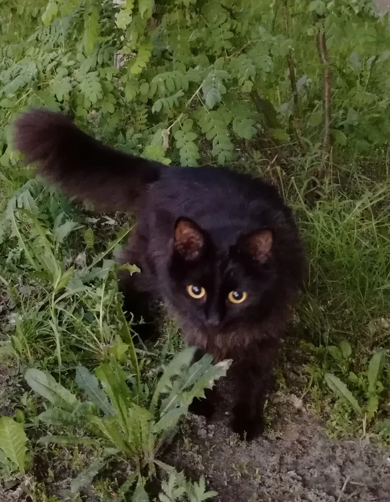 Найдена кошка в Сургуте — фото питомца