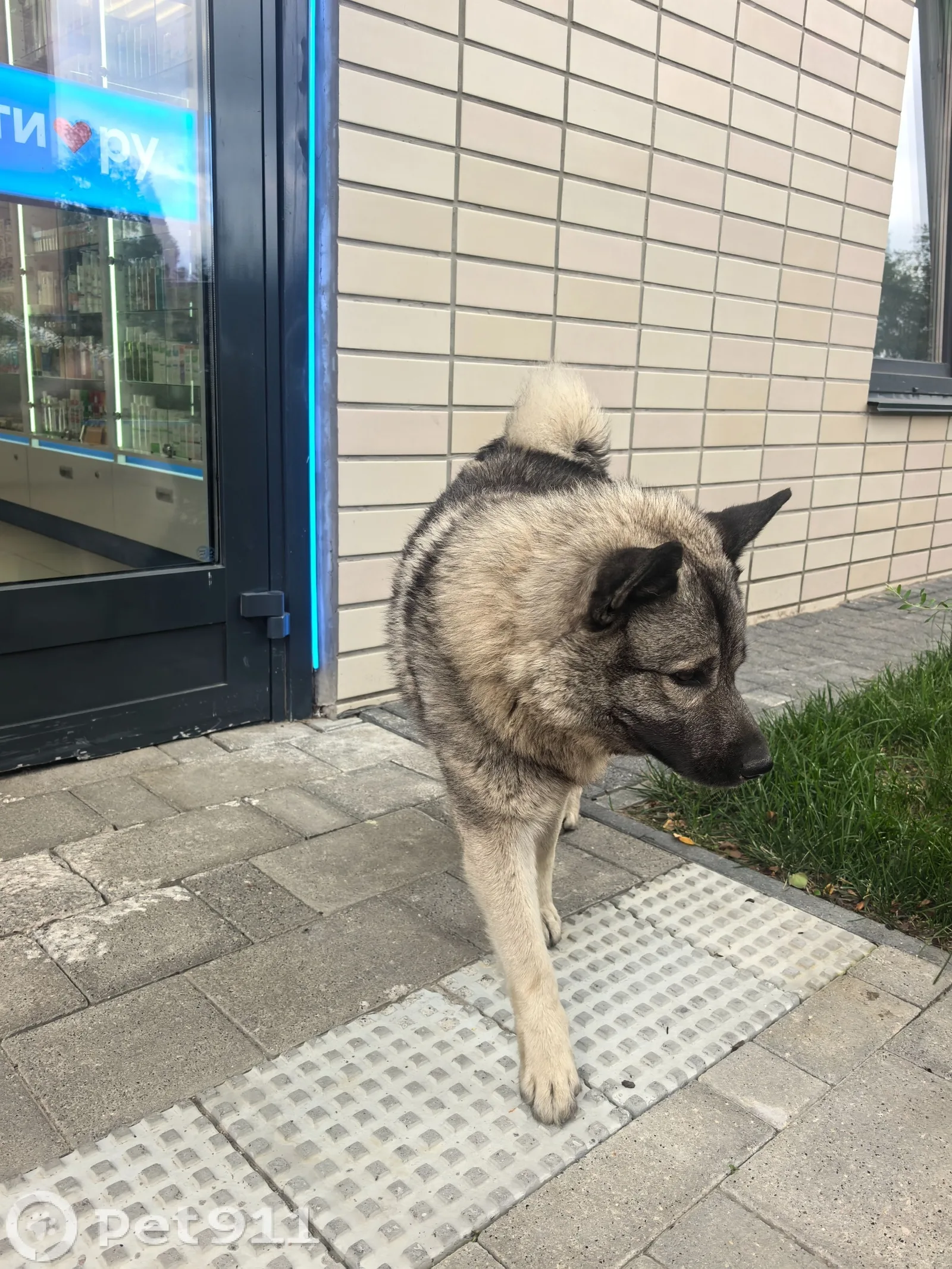 Найдена собака в Гатчине — фото питомца