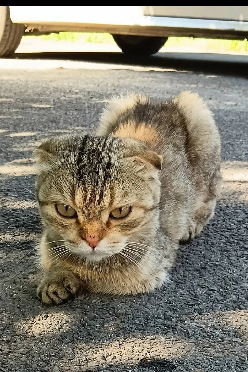 Найдена кошка в Белгороде — фото питомца