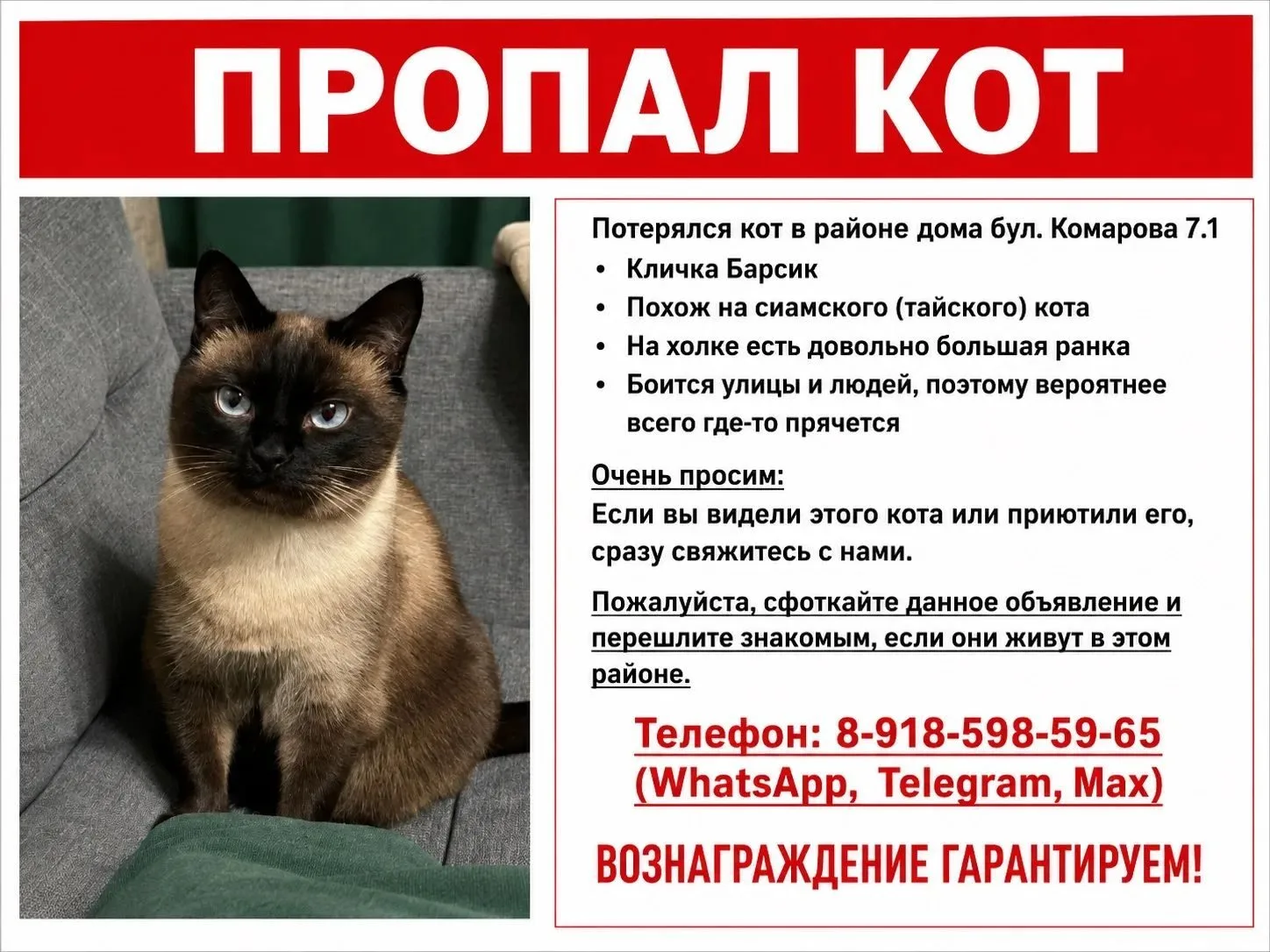 Пропала кошка в Ростове-на-Дону — фото питомца