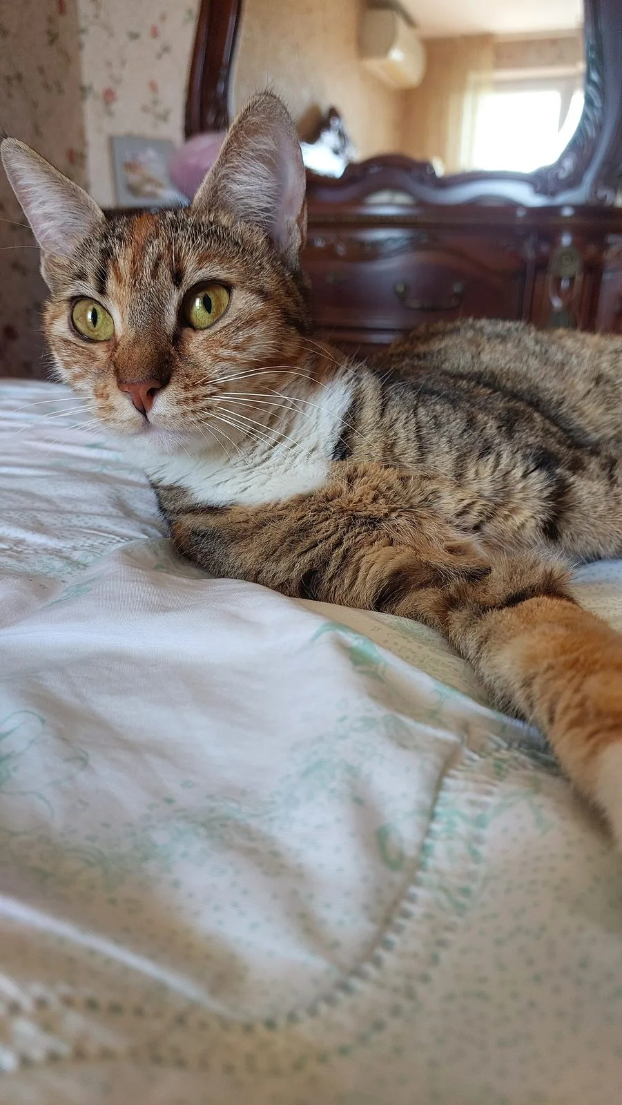 Найдена кошка в Москве — фото питомца