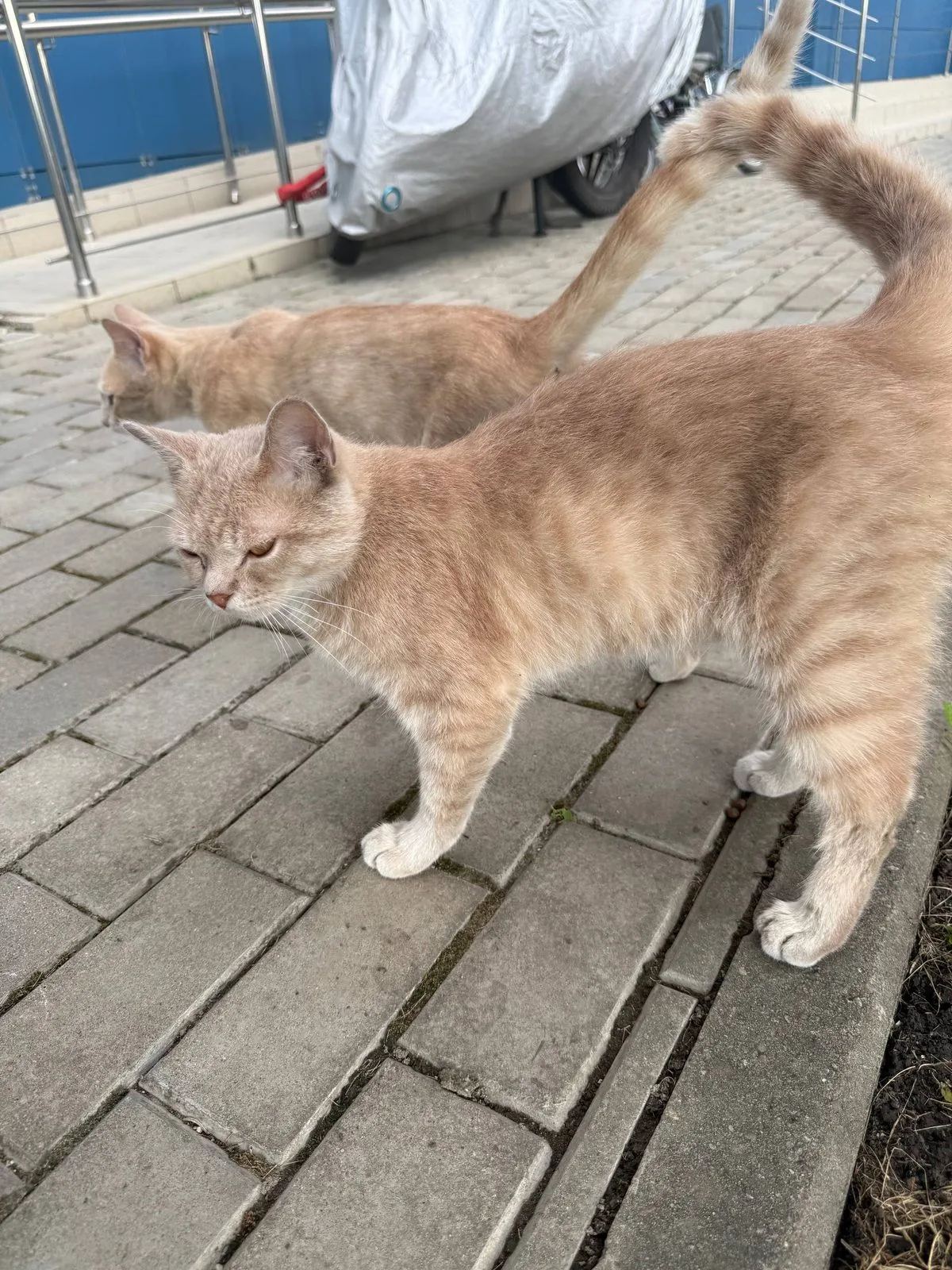 Найдена кошка в Краснодаре — фото питомца