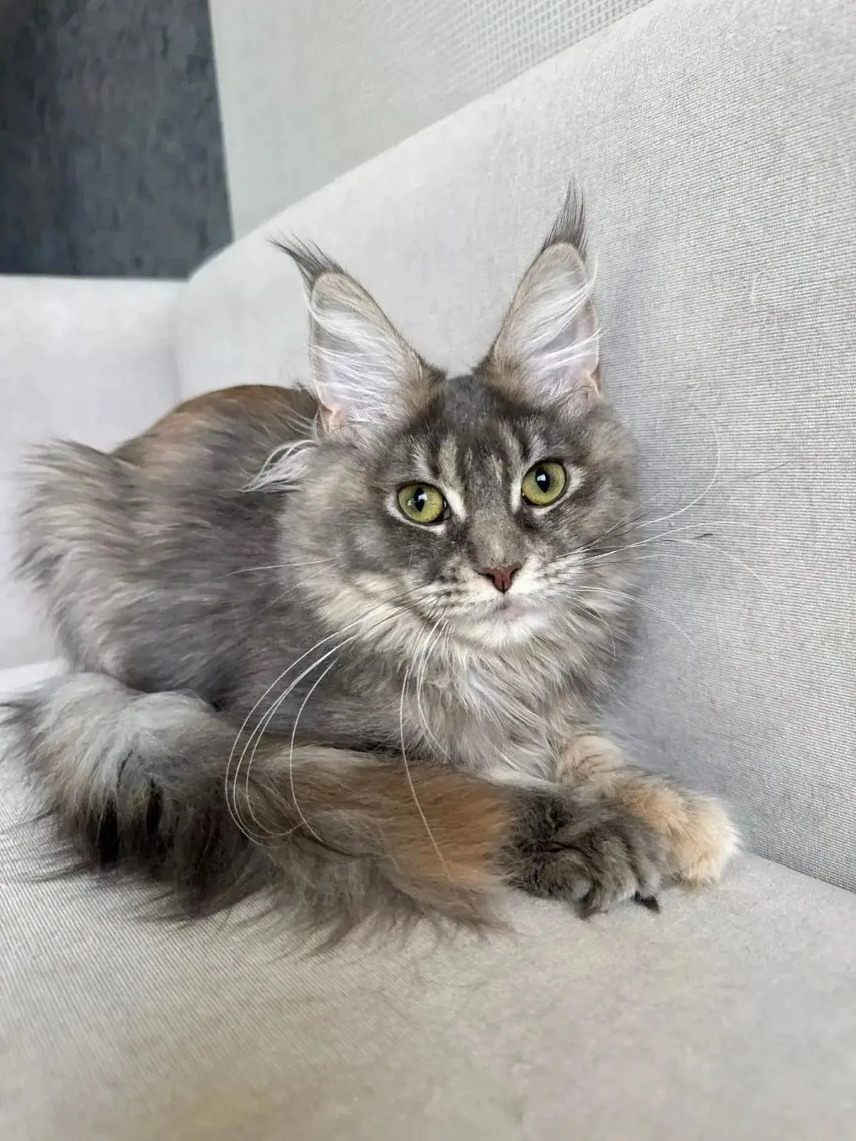 Пропала кошка в Москве — фото питомца
