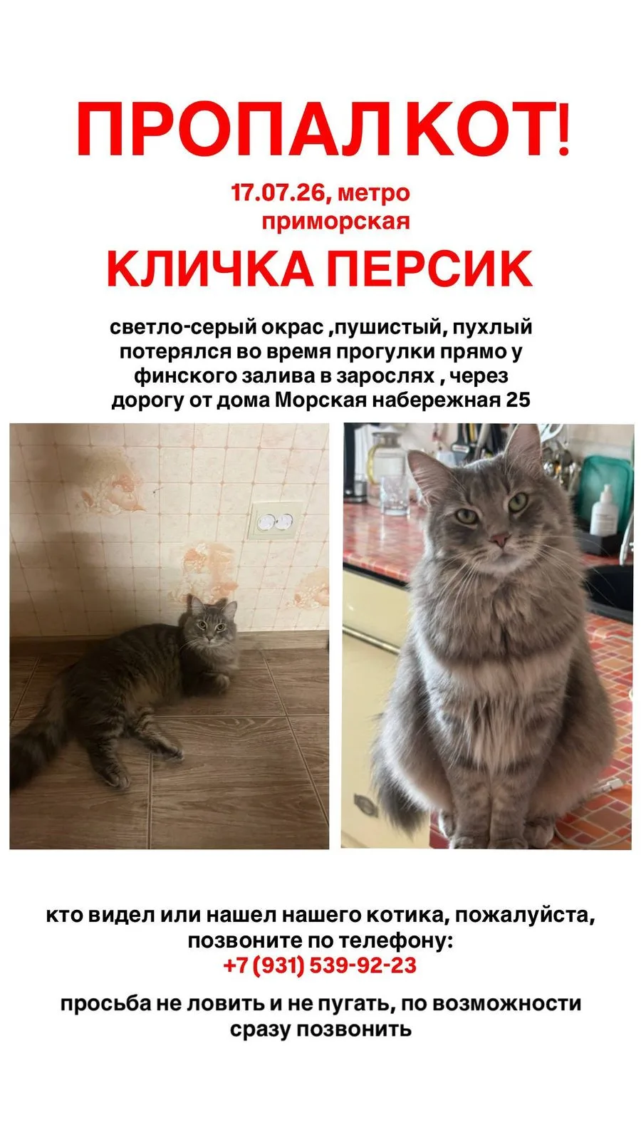 Пропала кошка в Санкт-Петербурге — фото питомца